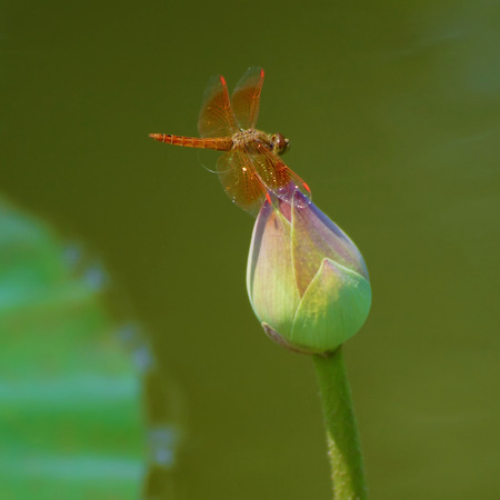 Brown dragonfly on the Lotusの写真素材