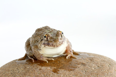 Happiness frog on a rockの写真素材