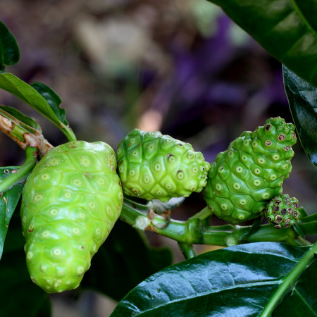 natural noni Indian Mulberry fruitsの写真素材