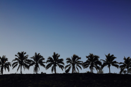 group of palm treeの写真素材