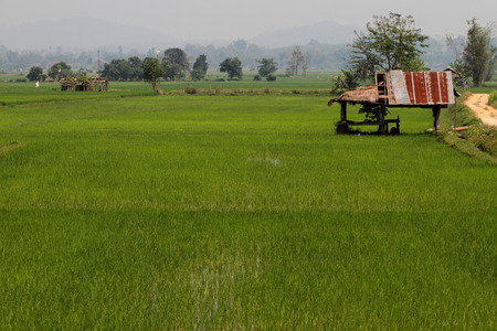 Rice farm and hutの写真素材