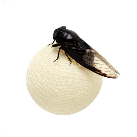 Cicada on white cotton ball  isolate on white background