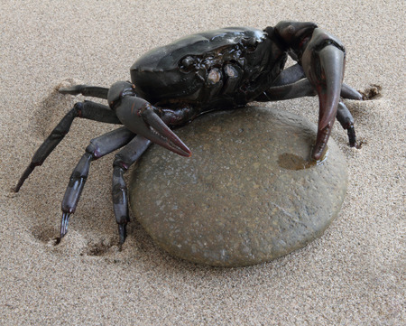 Close up Crab の写真素材