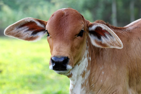 Closeup calf on farmの写真素材