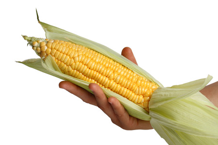 Fresh corn in Women Hand