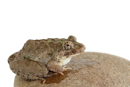 frog on a rock isolated on whiteの写真素材