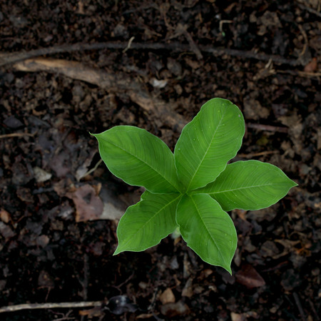 New Growth, New lifeの写真素材