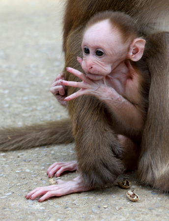  Portrait of baby monkey in his mother embrace