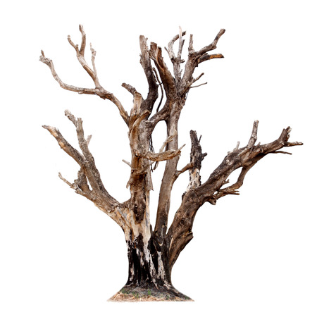 Single old and dead tree isolated on white backgroundの写真素材