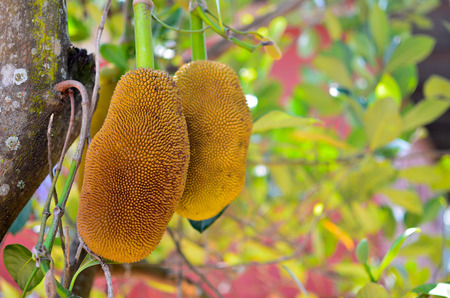 Jackfruit on the tree