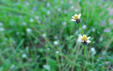 Naturally occurring flowers in the wildの写真素材