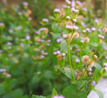 Naturally occurring flowers in the wildの写真素材