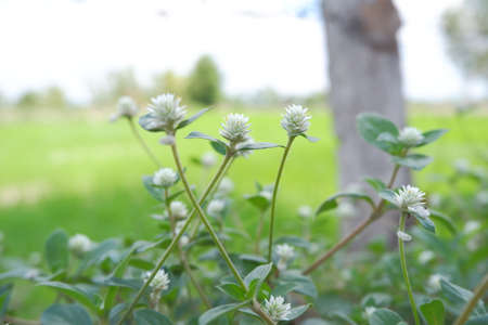 Naturally occurring flowers in the wildの写真素材