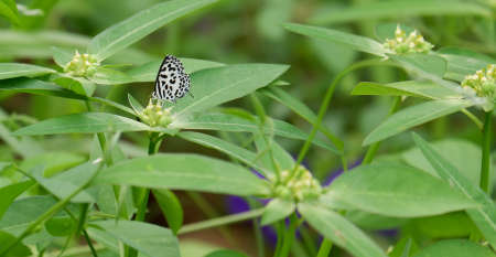 Insects and nature are interdependentの写真素材