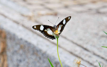 The way of life of butterflies in the daytime