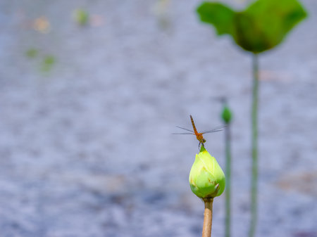 A dragonfly flies onto a flower in the daytimeの写真素材