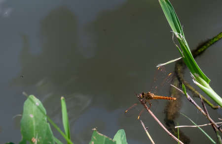 A dragonfly flies onto a branches in the daytime