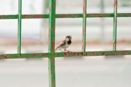 Little bird perched on the iron fenceの写真素材