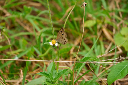 Butterfly on a flower during the dayの写真素材