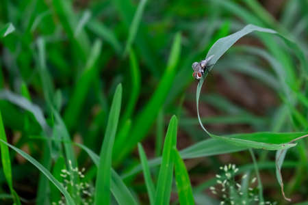 Insects rely on leaves and flowers for their living