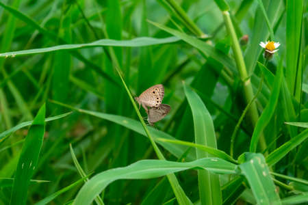 Male and female butterflies mate with each other