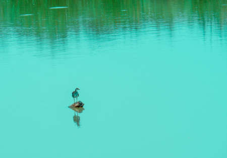 The bird stood foraging beside a large pondの写真素材