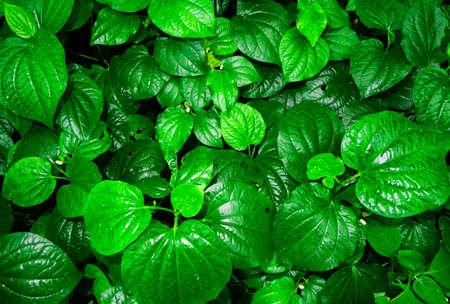 Foliage plants grown in the backyardの写真素材