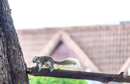 Squirrels foraging for food during the dayの写真素材