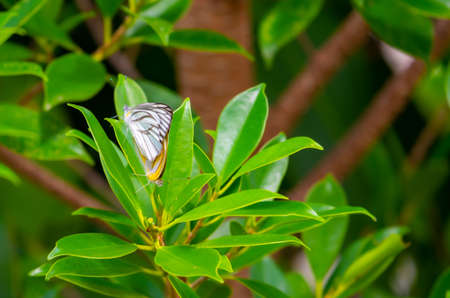 Butterfly clinging to a leaf during the day
