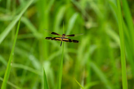 A dragonfly flies onto a leaf in the daytime