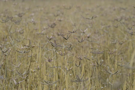 The flowers are blooming in the fieldsの写真素材