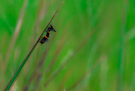 Insects mate with each other when  they reach the right age