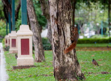 Squirrel lifestyle in the park.の写真素材