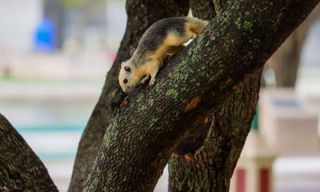 Squirrel lifestyle in the park.