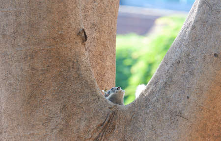 Squirrel lifestyle in the park.