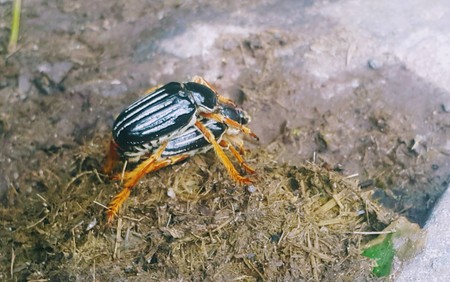 Two black beetles  Gocta Waterfalls - Peruの写真素材