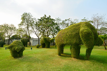 The Elephant tree in the public park, Selective focusの写真素材