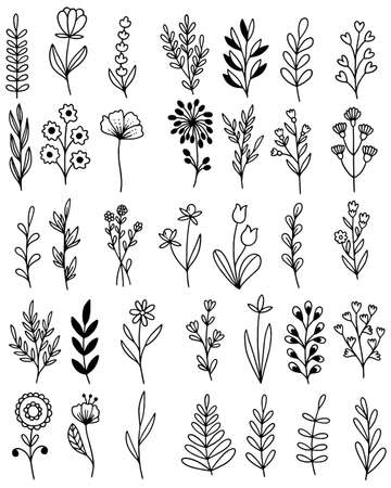 collection forest fern eucalyptus art foliage natural leaves herbs in line style. Decorative beauty elegant illustration for design hand drawn flowerのイラスト素材