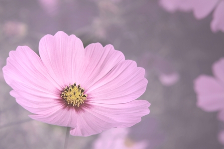 Soft blurred pink cosmos flower backgroundの写真素材