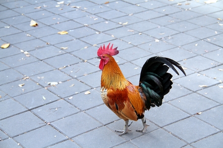 colorful bantam walking on concrete floorの写真素材