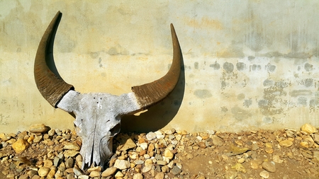 Buffalo skull with horns on concrete wallの写真素材