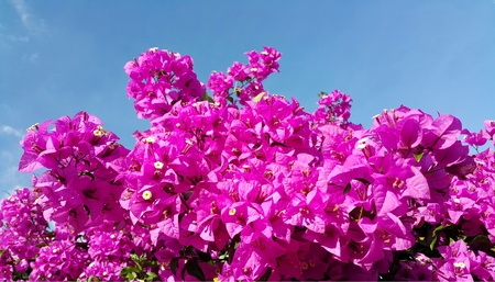 Pink bougainvillea flowers against blue skyの写真素材