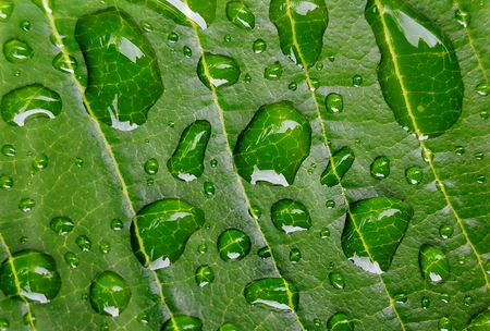 Water drops on green leaves
