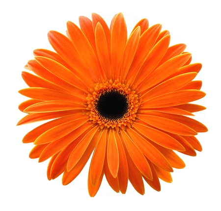 Single orange gerbera isolated on white backgroundの写真素材