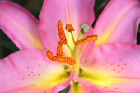 Close up pollens of pink yellow lillyの写真素材