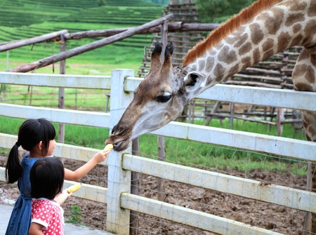 Chiang Rai, Thailand, Aug28, 2016: Two girls watching and feeding giraffe during a trip to a city zoo at Singh's Park Chiang Rai -Thailand.のeditorial素材