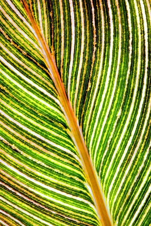 Close up of multicolor leaf texture background