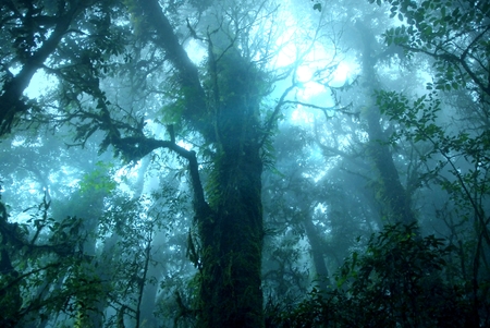 Misty tropical green rain forest, Ang Ka Nature Trail, Doi Inthanon National Park, Chiang Mai,...
