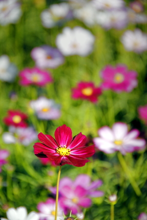 Red, white and pink cosmos flowers blooming in the gardenの写真素材