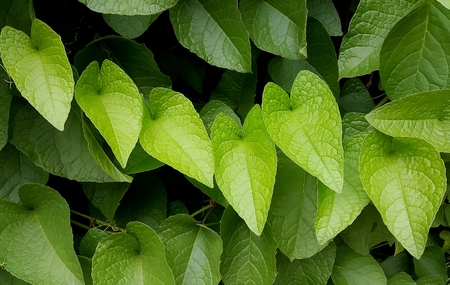Heart shape green leaves background